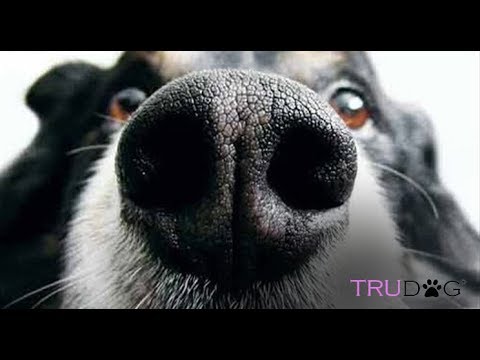 How to Treat Dry Nose on a Dog