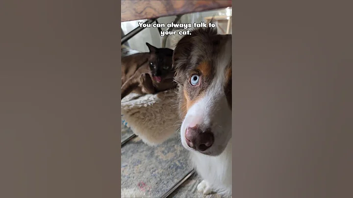 Watch the video about Cats and dogs #cat #dog #aussie #australianshepherd #tonkinese #tonkinesecat #catsanddogs #cute