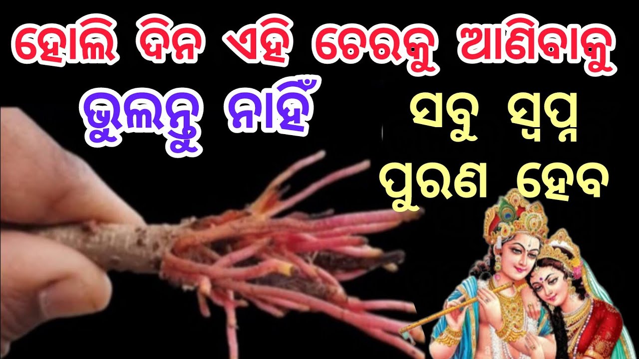 ହୋଲି ଦିନ ଏହି ଗଛର ଚେରକୁ ନିଶ୍ଚୟ ଆଣନ୍ତୁ, ସବୁ ସ୍ବପ୍ନ ପୂରଣ ହେବ//Holi 2026