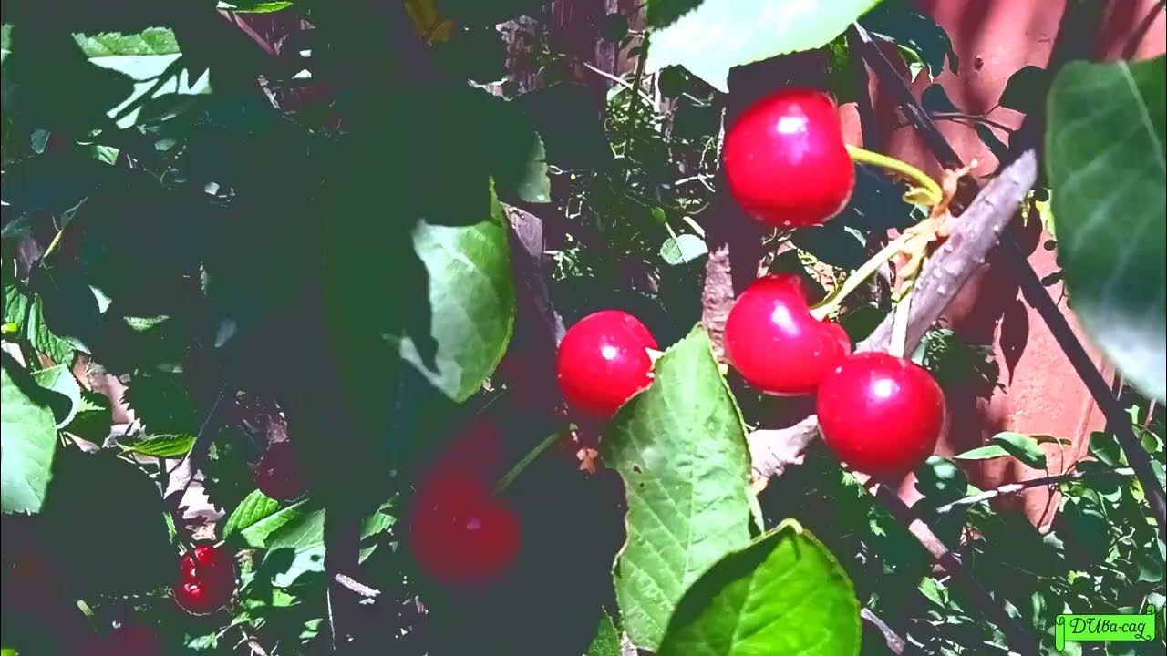 Вишня Лозновская купить в питомнике - Эко-Питомник