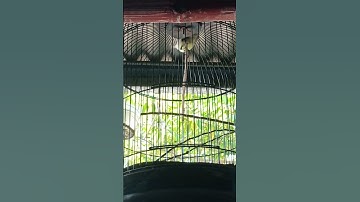 burung remetuk laut ngeriwik isian kenari #birds #kicaumania #remetuklaut #burunggacor #siersier