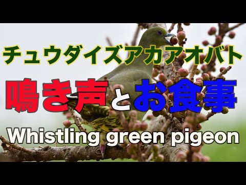 【鳴き声と食事】チュウダイズアカアオバト シャッター音が耳障りです Whistling green pigeon