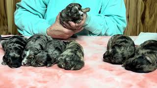 Shammy's Schnoodle Puppies March 26, 2024