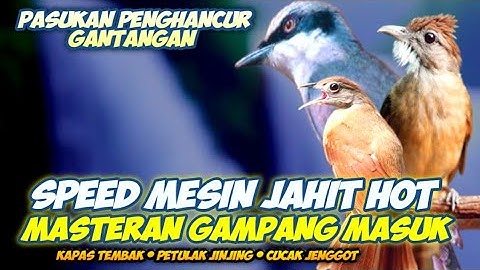 MASTERAN MEWAH PETULAK JINGJING KAPAS TEMBAK CUCAK JANGGOT || MASTERAN LANGSUNG SAMBUNG JINGJING