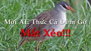 Tiếng Chim Mắt Xéo - SOB || Tiếng Chim Mắt Xéo Miễn Phí || Tiếng Chim Mắt Xéo Gọi Bầy