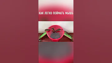Простая ЛОВУШКА Для Мышей #shorts