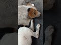 ENJOY YOUR REST MY DOG #shortvideo #cute #cuteanimal #cutedog #puppy #animals #petlover #dogshorts