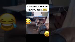 КОГДА СОБАЧКУ ВЫРАСТИЛИ С ПОПУГАЕМ #юмор #тикток #dog