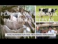 Penggunaan Probiotik Pada Hewan Ternak