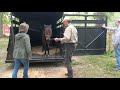 Shetland Pony rescue offloads at her new home after surgery