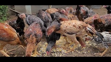 ME NYUAM QAIB THAIB NAWB 2022