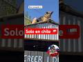 😂😂 #chile #perros #viral #parati #fyp #santiagodechile #fypシ #funny #funnyvideo #memes #risas #fun