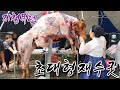 지청목련- 재물로 1톤짜리 황소 한마리가 통째로 바쳐지는 초대형 재수굿 (Woman slaughtering a one-tonne cow for sacrifice)