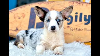 Chó Corgi Cardigan Blue giá bao nhiêu? [Bảng giá 2024] | Chomeocanh.com by MeowGo Pets Farm | Chomeocanh 241 views 5 months ago 1 minute, 32 seconds