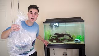 *NEW* AXOLOTL ONLY TANK AQUARIUM SETUP!! + CARE GUIDE