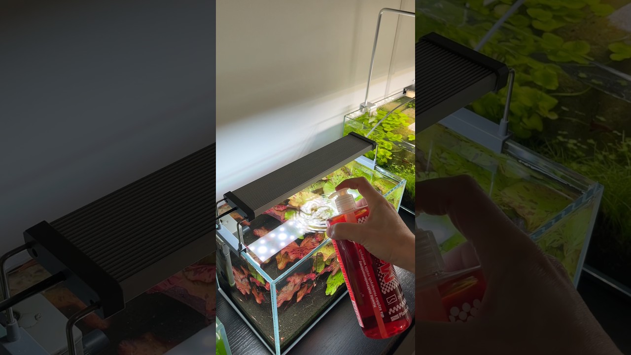 Fertilizing the red tiger lotus #aquarium #aquascape #aquascaping #plantedtank #plantedaquarium