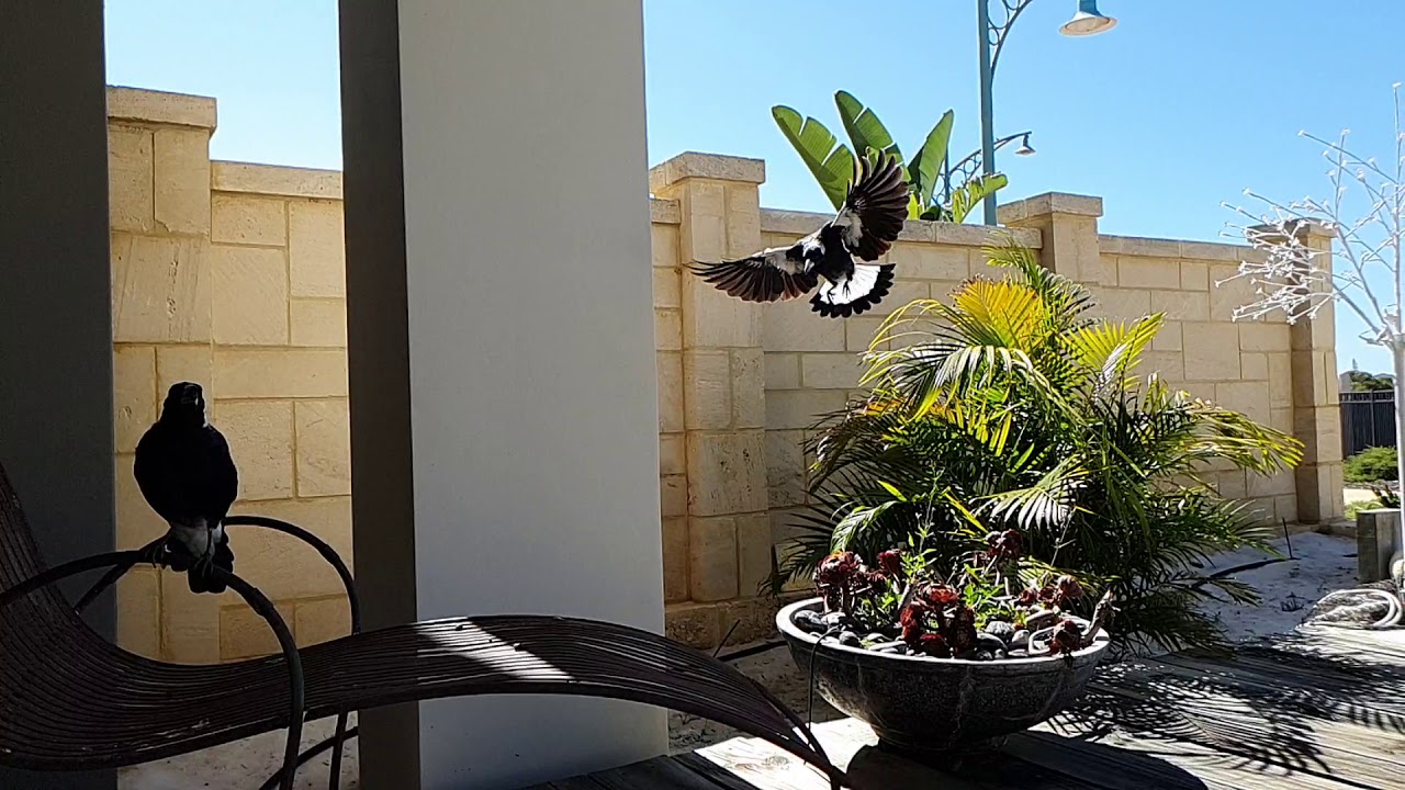 Australian Magpie Slo-mo 🎶 🎶 🎶 🎵 - YouTube