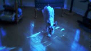Oce #3 | Dubstep Dog