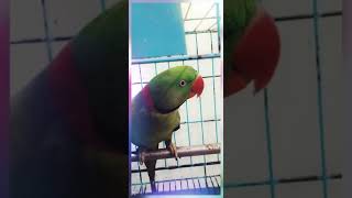 Perry's sweet and soft voice|Indian Ringneck Parrot| screenshot 1