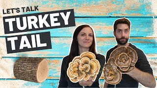 Turkey Tail Mushroom - Why We’re Still Talking About It 3000 Years Later