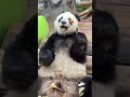 Rate this panda’s cuteness 1-10👇 #panda #trending #cutepanda #viral