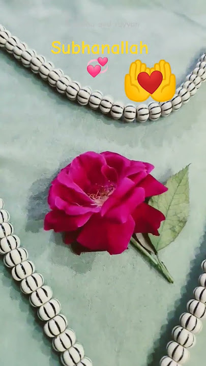 🌹 Rose is for love 💕#subhanallah#mashallah #like 💓