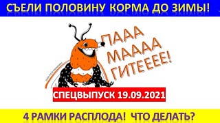 Съели Половину Корма В Сентябре! 4 Рамки Расплода! Что Делать? Кормить?