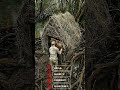 Double layered hidden shelter under the mangrove roots #underground #bunker #shelter #3millionviews