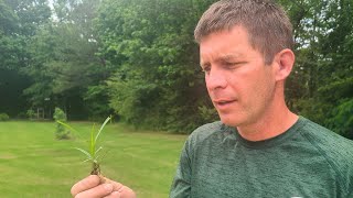 BEST Control For the WORST Summer Lawn Weed! by Lawn Care Life 5,695 views 2 days ago 16 minutes