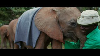 IAG Cargo | The David Sheldrick Wildlife Trust