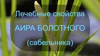 Лечебные свойства аира (сабельника)