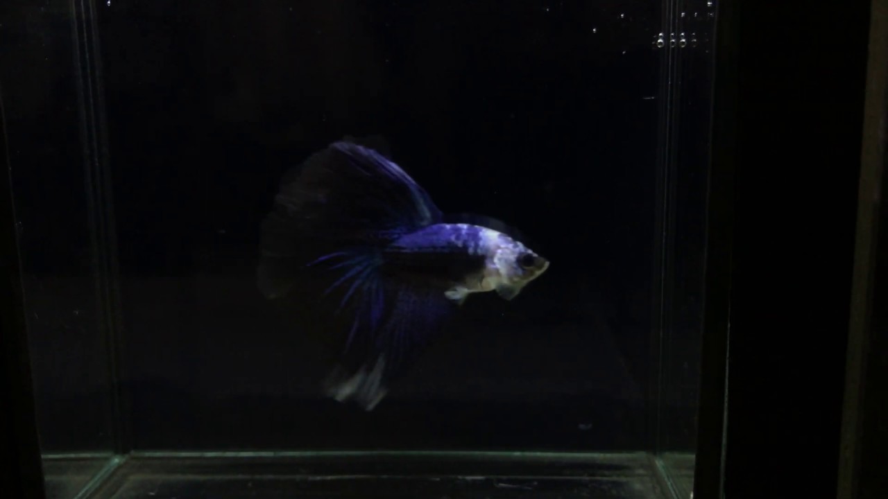 HM18 Halfmoon Betta Fish For Sale 