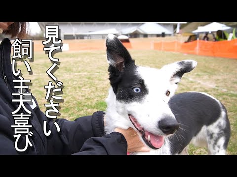 ボーダーコリーが1時間で出来るようになったこと！