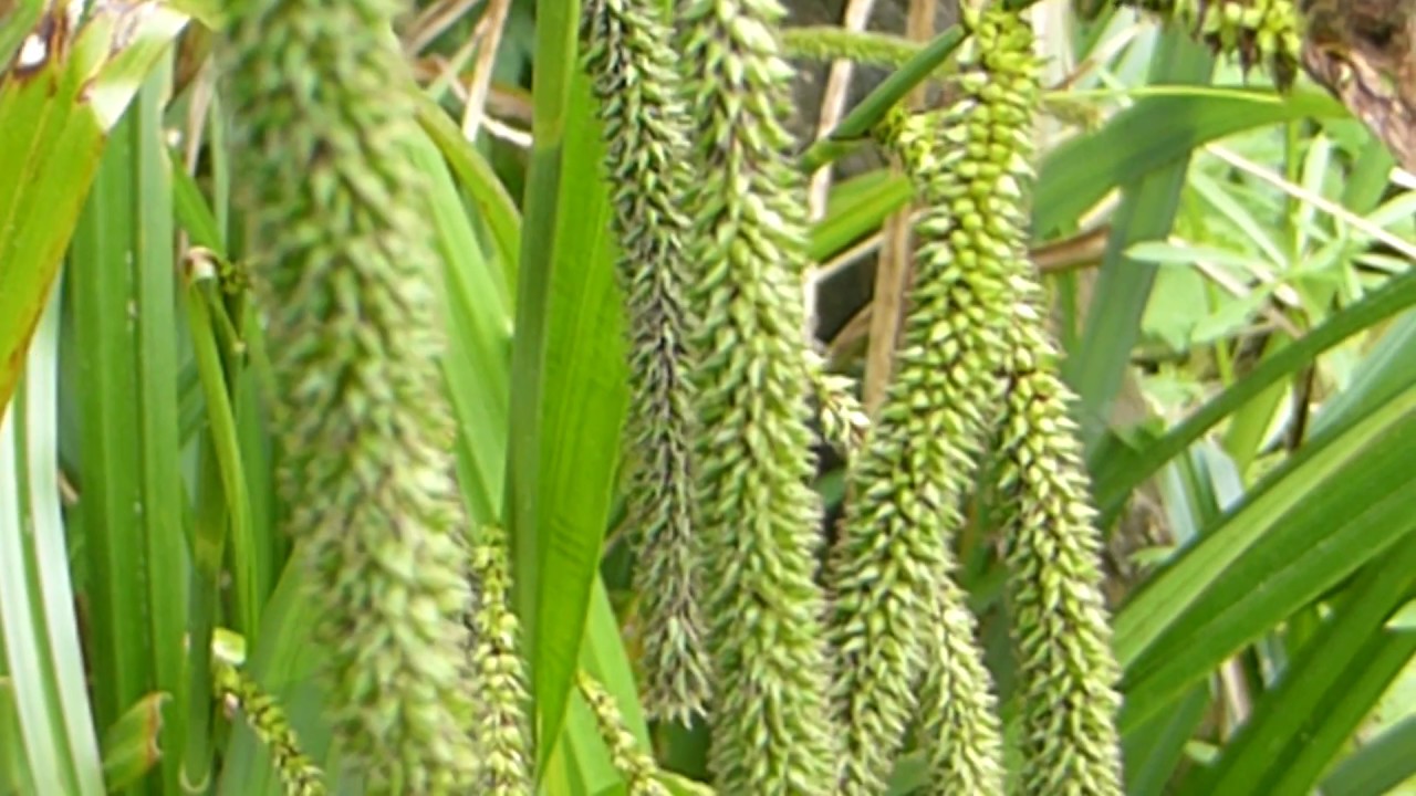 Weeping Sedge - Carex Pendula - Hengistör - Skrautstrá - Matjurt