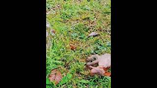 Why Are Baby Monkeys Arrogant To Their Mothers?