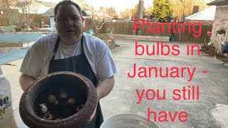 Planting bulbs in January and bulb buying tips.