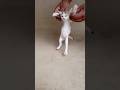 Cute Baby Cat Viralvideo Youtubeshorts Shorts Trending Funny 2024