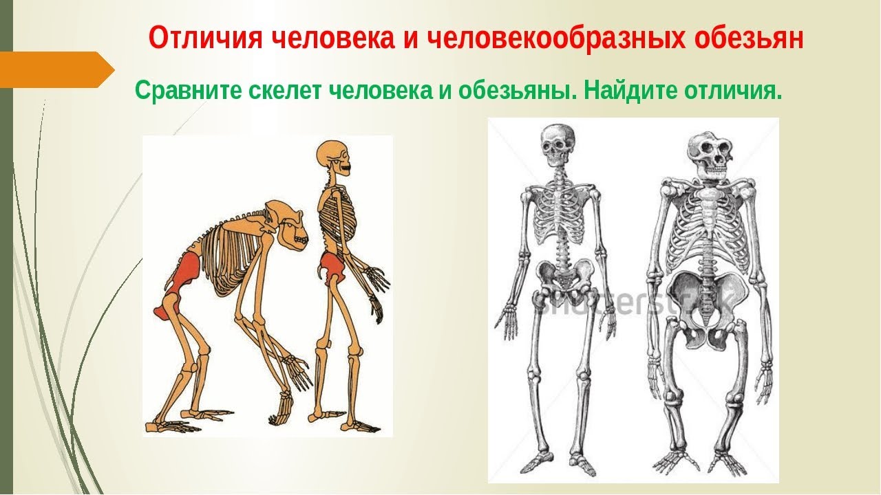 Что отличает человекообразную. Строение человекообразных обезьян. Сравнение скелета человека и человекообразной обезьяны. Строение скелета человека и человекообразных обезьян. Отличие человека от человекообразных обезьян.