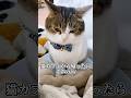 ロシアンブルーに嫉妬するマンチカン😿💧😂 #ねこ動画 #猫のいる暮らし #ねこ部 #猫好きさんと繋がりたい #マンチカン #munchkin #ねこ #shorts