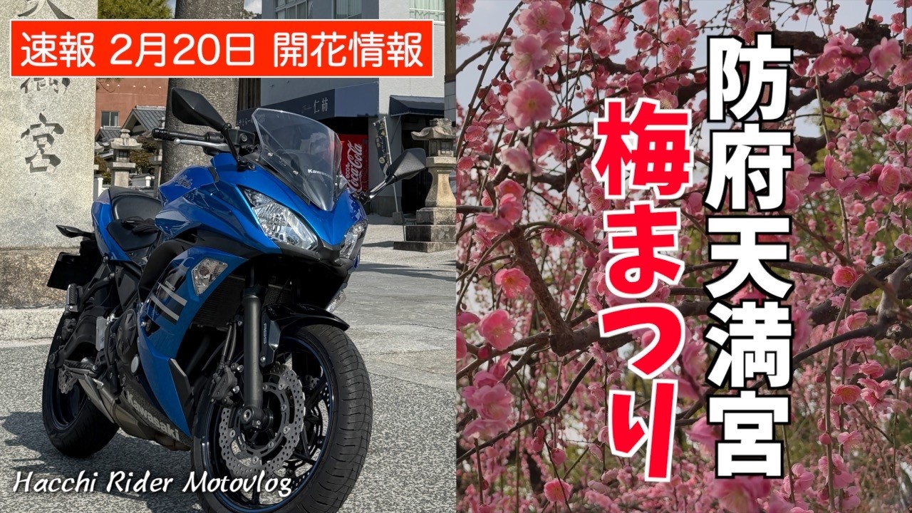 【#177】速報開花情報！今日の防府天満宮梅まつり【kawasaki Ninja650】