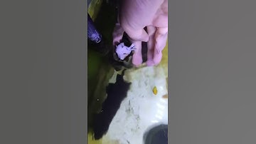 Độc lạ cá chui vào lọc váng #cacanh #thuysinh #aquarium