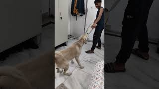 #gabdu life #entertainment#funny moments#comedy videos#dog activity#positive Vibes