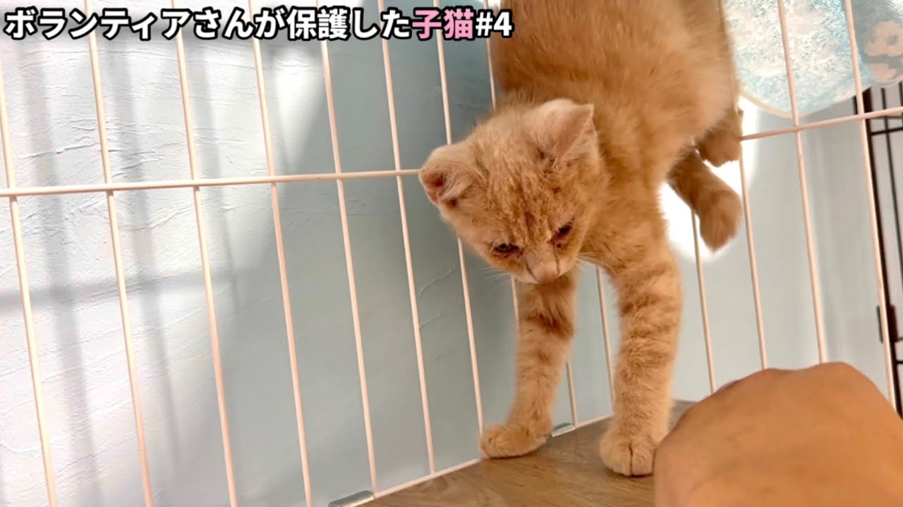 遅れて保護された兄弟子猫…初めての人との触れ合いでこうなりました