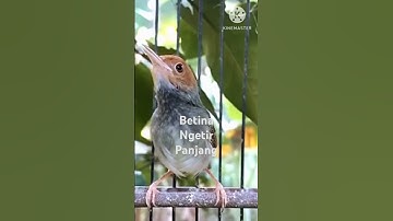 PRENJAK BETINA NGETIR PANJANG SUARA JERNIH.  Shorts#