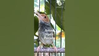 PRENJAK BETINA NGETIR PANJANG SUARA JERNIH.  Shorts#