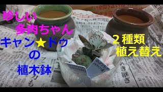 【嫁の多肉植物】【アドロミスクス属・フィリカウリス】抜き苗をキャン★ドゥの壺風の植木鉢に植える♪　珍しい多肉植物　20200629　Succulent_plant