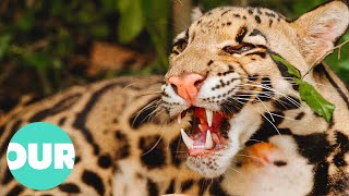 These Endangered Clouded Leopards Are Disappearing | Extraordinary Animals | Our World