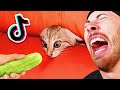 FUNNIEST Animal TikToks On The Internet!