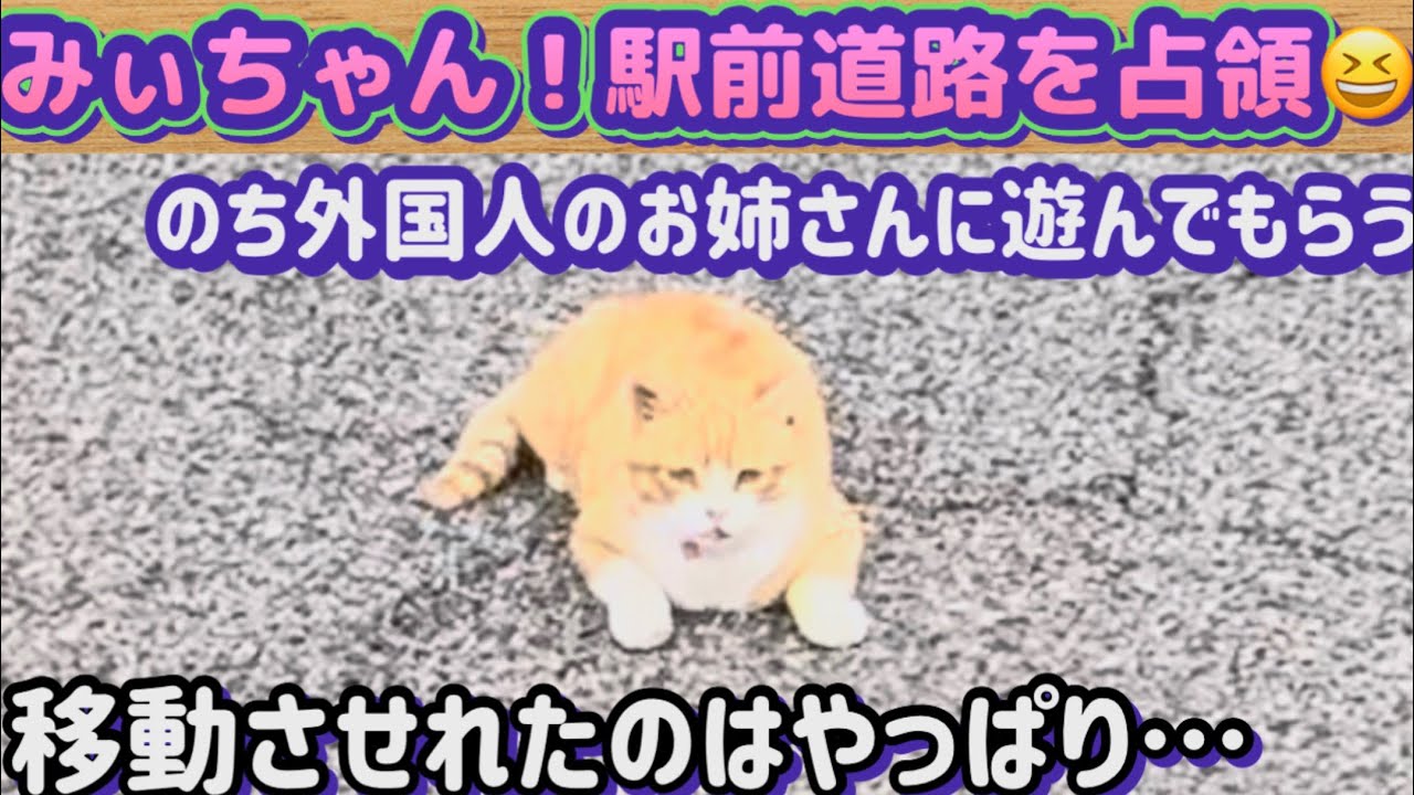 Community Cat Mii-chan】Living Life Freely Again Today! Even Cars