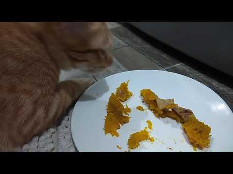 แมวกินฟักทอง